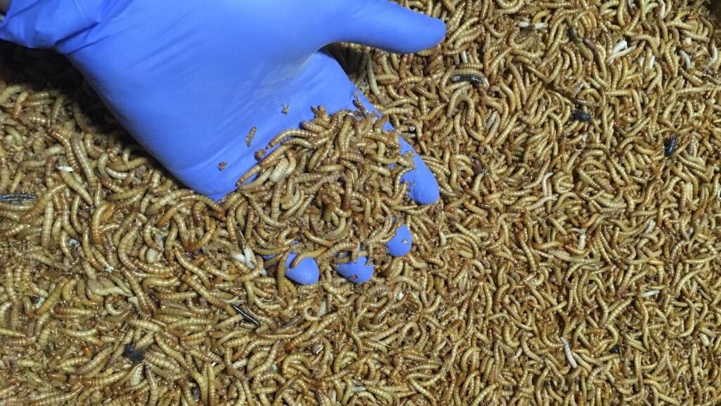 La colaboración entre Corporativo Kosmos y Ynsect representa un logro sin precedentes