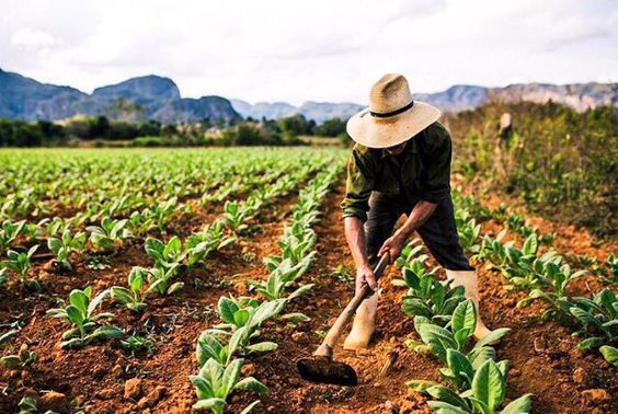 Daniel Madariaga: Invernaderos y el control eficiente del cultivo