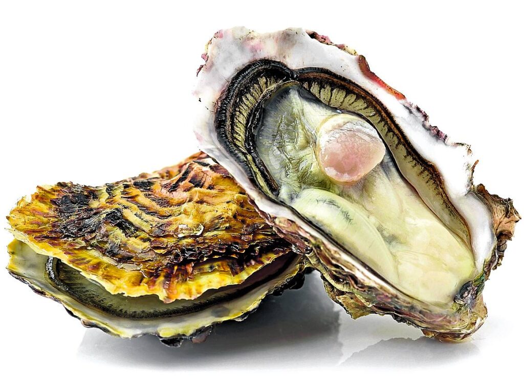 Moluscos y ostras purifican el agua naturalmente