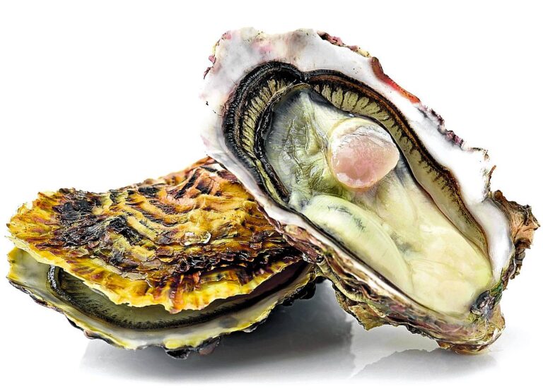 Moluscos y ostras purifican el agua naturalmente