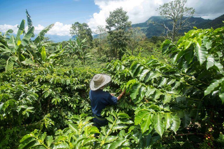 Trabajador rural con sombrero recolecta café en una plantación bajo sombra, rodeada de vegetación y montañas, reflejando prácticas tradicionales y el vínculo entre producción cafetalera y conservación ambiental.