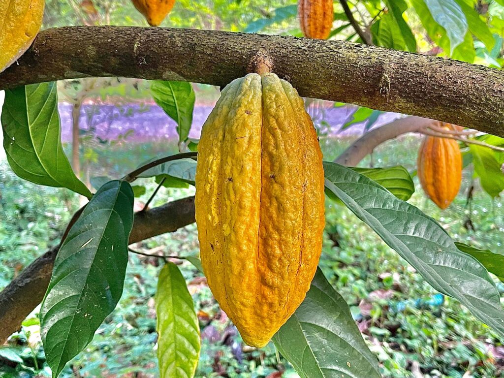 Empresas mexicanas se adaptan ante los altos precios del cacao que afectan su producción y márgenes