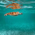 Vista moderna y renovada de Playa Tortugas en Cancún, con elementos culturales y comunitarios