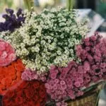 Cultivo de flores colombianas con enfoque en sostenibilidad, exportación y valor agregado