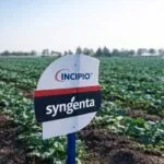 Innovación agrícola en México con tecnología de Syngenta para mejorar productividad del campo