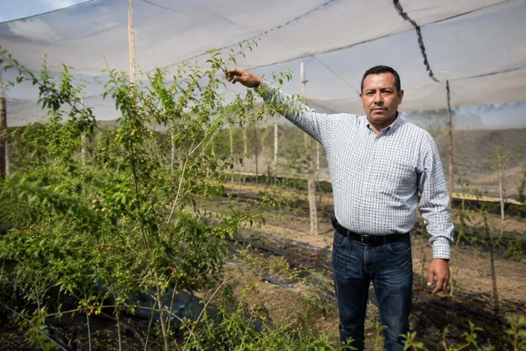 Investigadores de la UAS desarrollan innovación genética para fortalecer el cultivo de chiltepín en Sinaloa