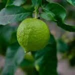 Innovación y tecnología para fortalecer la producción de limón persa en Tabasco mediante capacitación y transferencia tecnológica