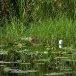 Protección ambiental en empresas mexicanas frente al costo creciente del deterioro ecológico