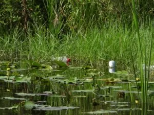 Protección ambiental en empresas mexicanas frente al costo creciente del deterioro ecológico