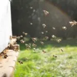Tecnología acústica desarrollada por la UNAM para capturar moscas y abejas sin dañarlas y mejorar su estudio científico