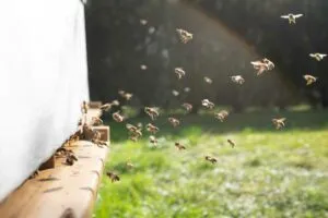 Tecnología acústica desarrollada por la UNAM para capturar moscas y abejas sin dañarlas y mejorar su estudio científico