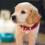 4Pets reúne salud, seguridad y servicios para mascotas en una aplicación que impulsa la digitalización del cuidado animal en España.