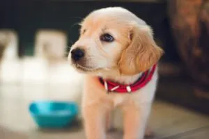 4Pets reúne salud, seguridad y servicios para mascotas en una aplicación que impulsa la digitalización del cuidado animal en España.