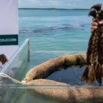 Voluntarios elaboran barreras con cabello para limpiar el mar y reducir la contaminación por hidrocarburos en México.