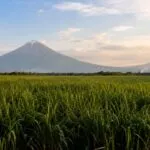 Ingenio azucarero de Guatemala con infraestructura industrial y laboratorio de biotecnología para manufactura biológica de alto valor.
