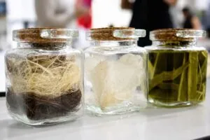 Residuos de agave convertidos en fibras textiles sostenibles mediante un proceso biotecnológico en México.