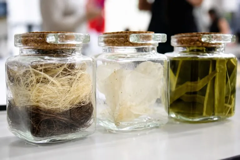 Residuos de agave convertidos en fibras textiles sostenibles mediante un proceso biotecnológico en México.