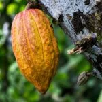 Cacao de Honduras cultivado para conservar biodiversidad, cultura y producción local sostenible