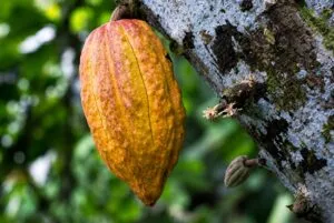 Cacao de Honduras cultivado para conservar biodiversidad, cultura y producción local sostenible
