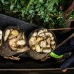 Chagras amazónicas combinan conocimiento indígena, biodiversidad y producción sostenible de alimentos en Colombia