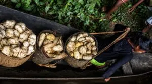 Chagras amazónicas combinan conocimiento indígena, biodiversidad y producción sostenible de alimentos en Colombia