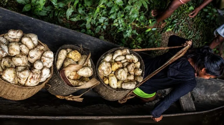 Chagras amazónicas combinan conocimiento indígena, biodiversidad y producción sostenible de alimentos en Colombia