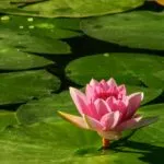 Lirio acuático transformado en artesanías y productos sustentables que generan oportunidades de ingreso local en México