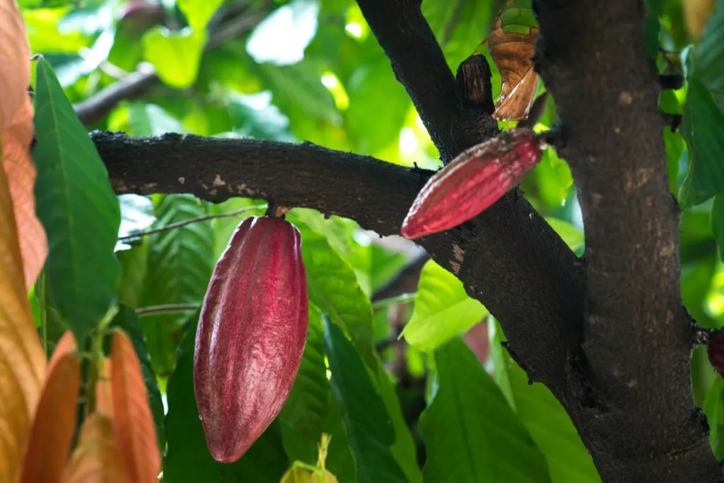 Cacao de Tabasco utilizado para elaborar chocolate mexicano mediante un proyecto que busca ofrecer un precio justo a los productores.