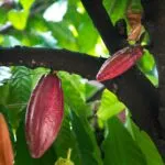 Cacao de Tabasco utilizado para elaborar chocolate mexicano mediante un proyecto que busca ofrecer un precio justo a los productores.