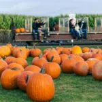 Turismo rural en Carolina del Sur combina granjas, calabazas, laberintos y experiencias familiares durante el otoño.