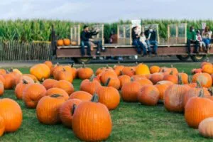 Turismo rural en Carolina del Sur combina granjas, calabazas, laberintos y experiencias familiares durante el otoño.