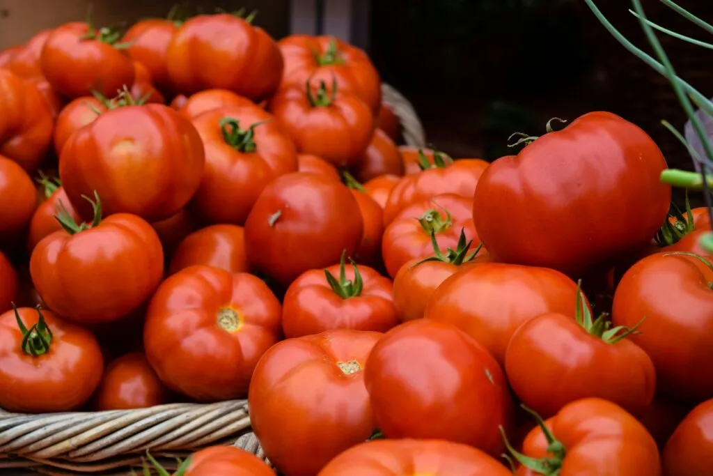 Jitomate mexicano en una escena agrícola que representa biodiversidad y oportunidades comerciales en México