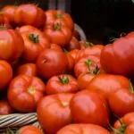 Jitomate mexicano en una escena agrícola que representa biodiversidad y oportunidades comerciales en México