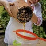 Mujeres emprendedoras de Yucatán trabajan con miel melipona para fortalecer su comercialización y preservar una tradición maya.