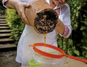 Mujeres emprendedoras de Yucatán trabajan con miel melipona para fortalecer su comercialización y preservar una tradición maya.