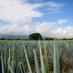 Ruta del Pulque acerca a visitantes de Xalapa al maguey, productores locales y tradición rural veracruzana