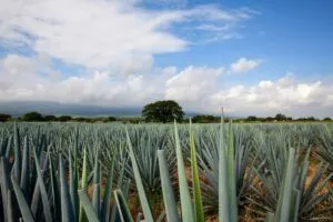 Ruta del Pulque acerca a visitantes de Xalapa al maguey, productores locales y tradición rural veracruzana