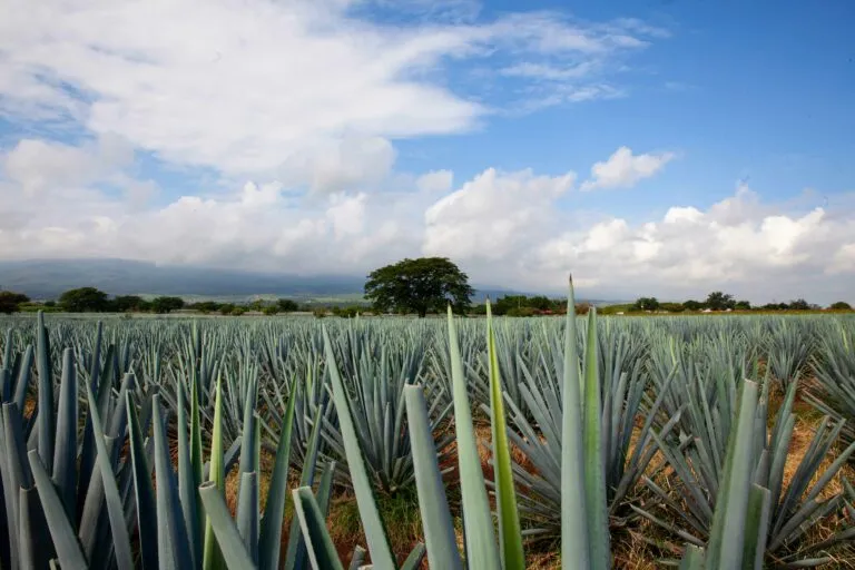 Ruta del Pulque acerca a visitantes de Xalapa al maguey, productores locales y tradición rural veracruzana