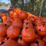 Calabazas decorativas de barro exhibidas en un taller artesanal de San Juan del Río durante la temporada de Halloween.