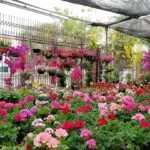 Centros de jardinería modernizan su gestión y utilizan tecnología para mejorar ventas, inventarios y experiencia de compra.
