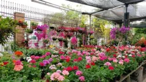 Centros de jardinería modernizan su gestión y utilizan tecnología para mejorar ventas, inventarios y experiencia de compra.