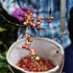 Granos de café recién cosechados como representación del trabajo de los productores y la cadena cafetalera.