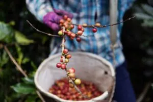 Granos de café recién cosechados como representación del trabajo de los productores y la cadena cafetalera.