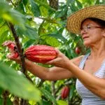 Chocolate de Tabasco elaborado con cacao mexicano en diferentes presentaciones artesanales para consumidores y emprendedores
