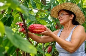 Chocolate de Tabasco elaborado con cacao mexicano en diferentes presentaciones artesanales para consumidores y emprendedores